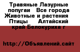 Травяные Лазурные попугаи - Все города Животные и растения » Птицы   . Алтайский край,Белокуриха г.